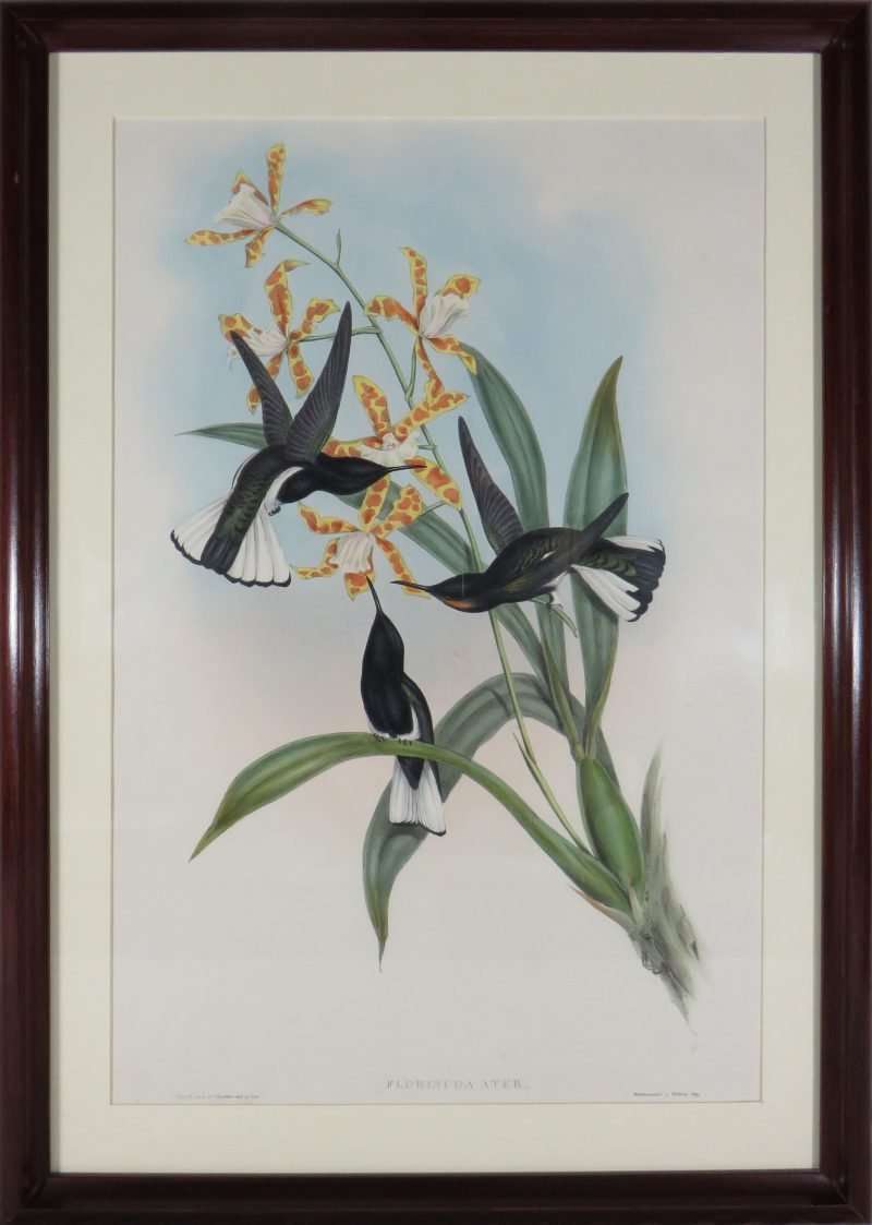 John Gould Florisuga Atra in online IMAS exhibit