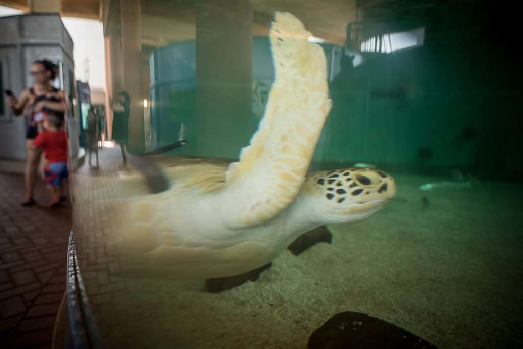 Sea Turtle Inc.