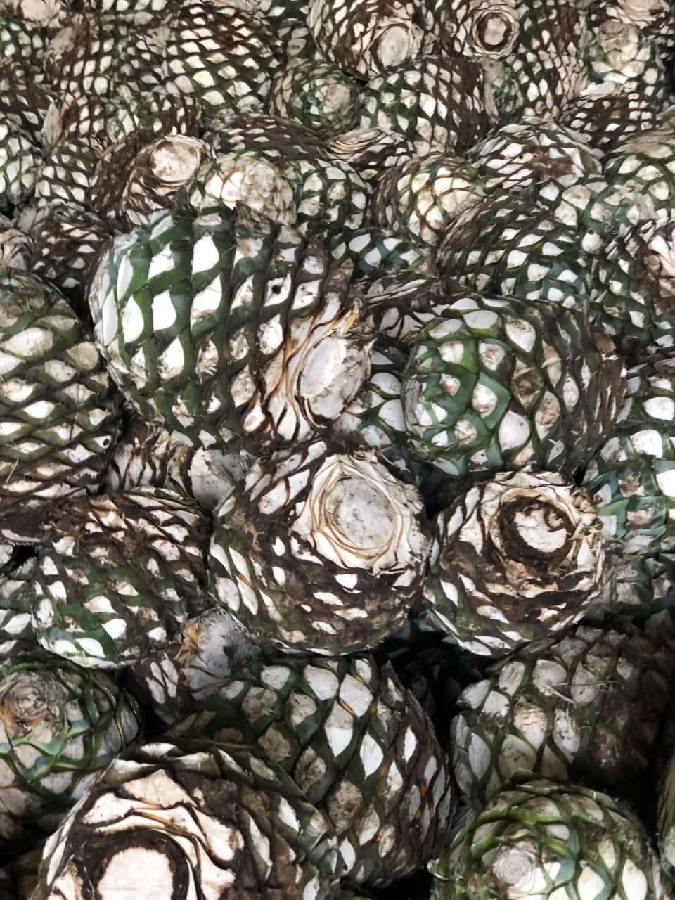 Tequila Tour for 2 hosted by Larry & Jessica Delgado